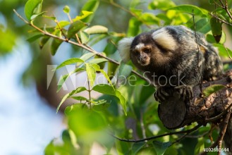 Bild på Common marmoset